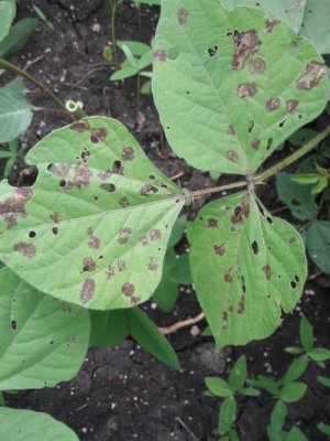 Anthracnose du haricot vert