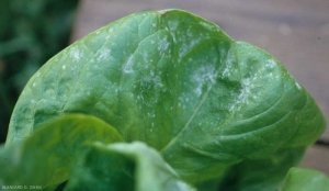 oidium