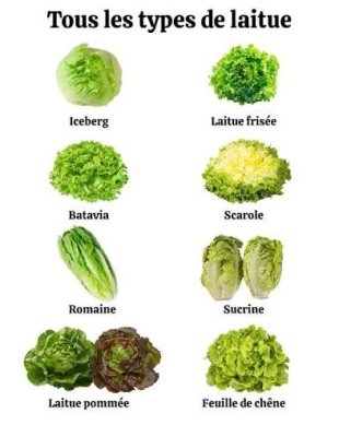 Laitue/Salade