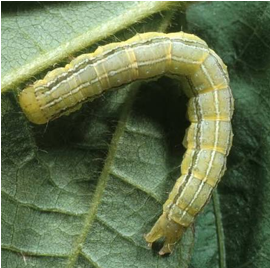 Chenilles défoliatrices