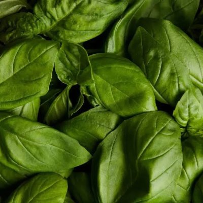 Basilic